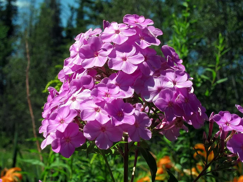 Phlox — Phlox paniculata