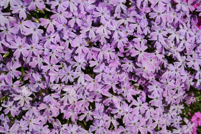 Phlox mousse — Phlox subulata