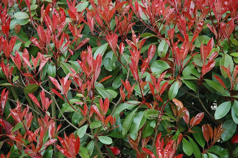 Photinia — Photinia × fraseri