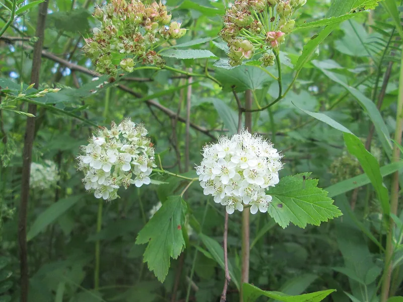Physocarpe — Physocarpus opulifolius
