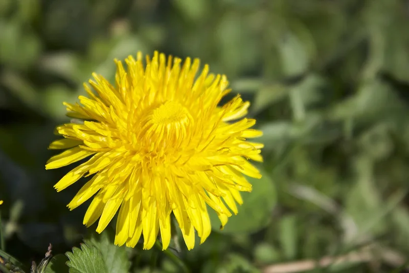 Pissenlit — Taraxacum sect. Ruderalia