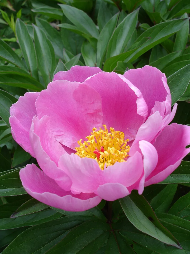 Pivoine — Paeonia lactiflora