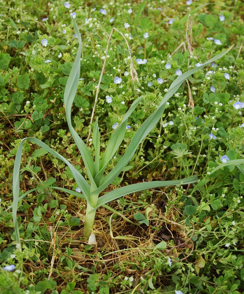 Poireau perpétuel — Allium polyanthum