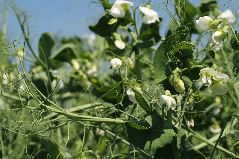 Pois mange-tout — Pisum sativum var. saccharatum
