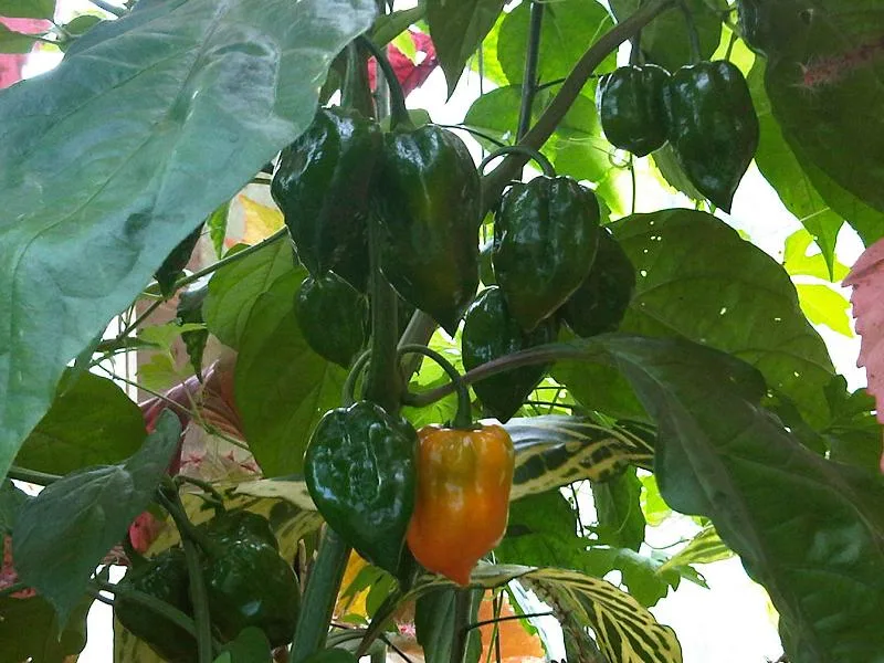 Poivron — Capsicum annuum