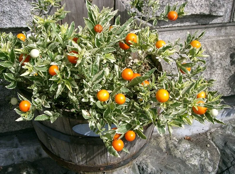 Pommier d'amour — Solanum pseudocapsicum