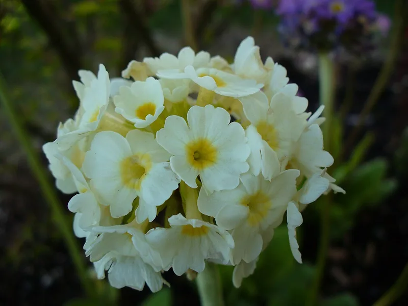Primevère — Primula × acaulis