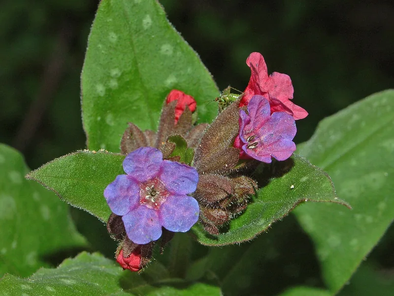 Pulmonaire — Pulmonaria officinalis