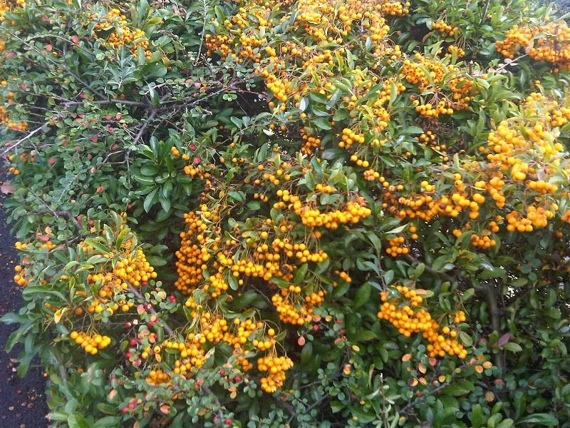 Pyracantha — Pyracantha coccinea