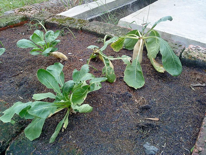 Radis daïkon — Raphanus sativus var. longipinnatus
