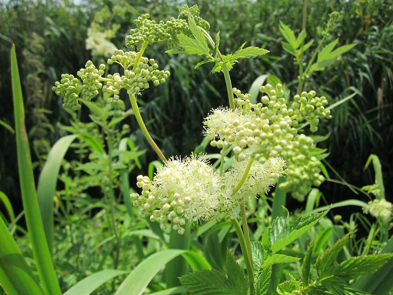 Reine des prés — Filipendula ulmaria