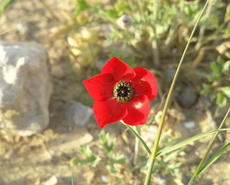 Renoncule des fleuristes — Ranunculus asiaticus