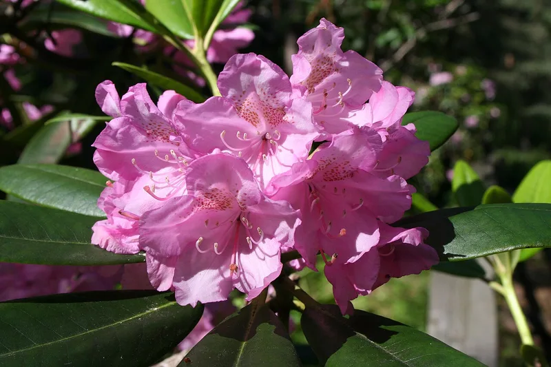 Rhododendron — Rhododendron