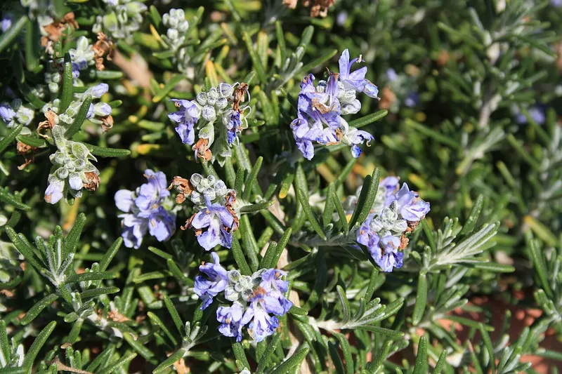 Romarin — Salvia rosmarinus