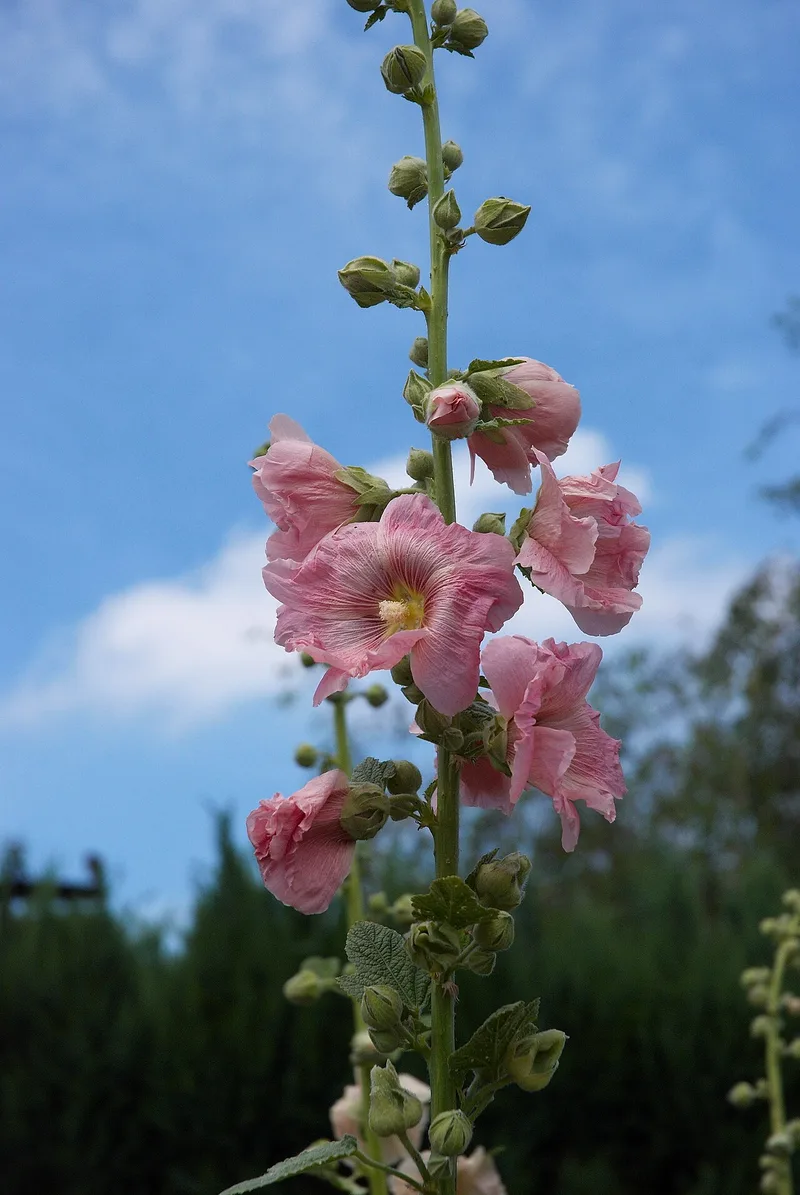 Rose trémière — Alcea rosea