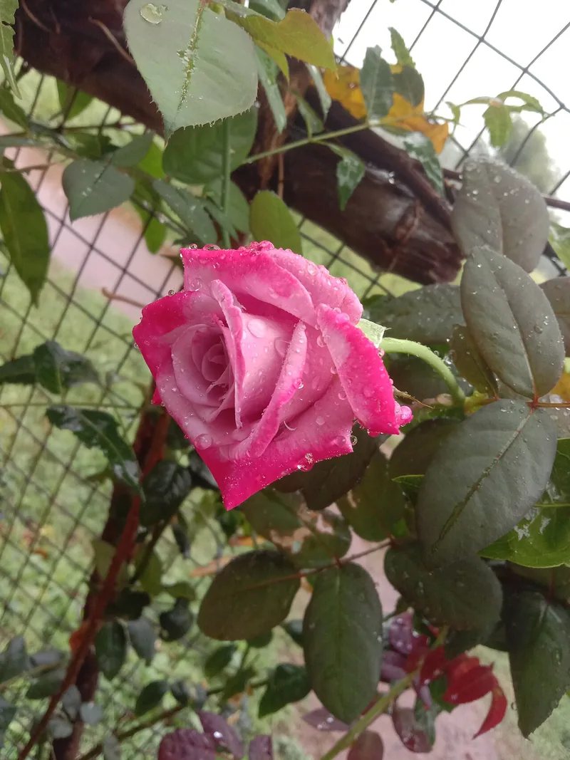 Rosier — Rosa