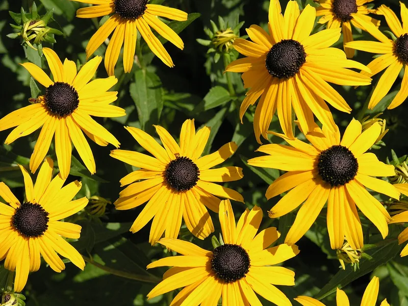 Rudbeckia — Rudbeckia fulgida