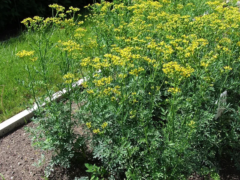 Rue officinale — Ruta graveolens