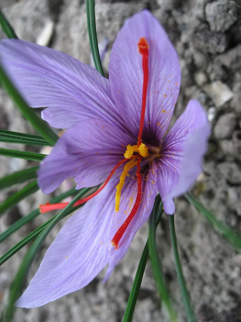 Safran — Crocus sativus