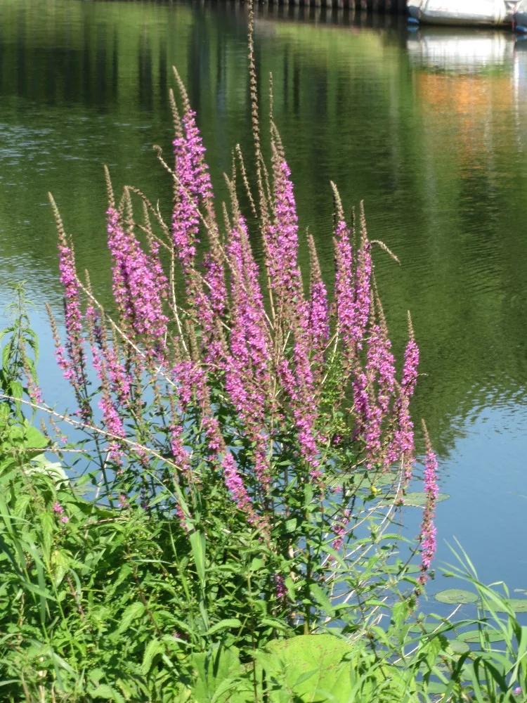 Salicaire — Lythrum salicaria