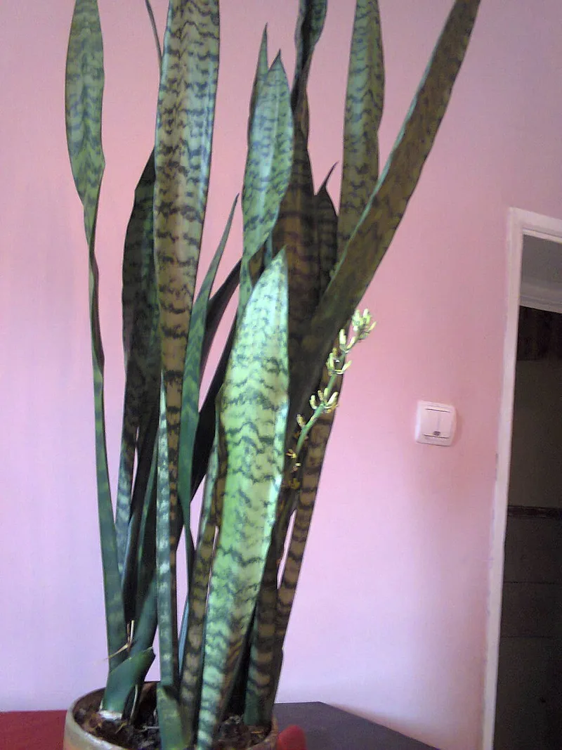 Sansevieria — Dracaena trifasciata