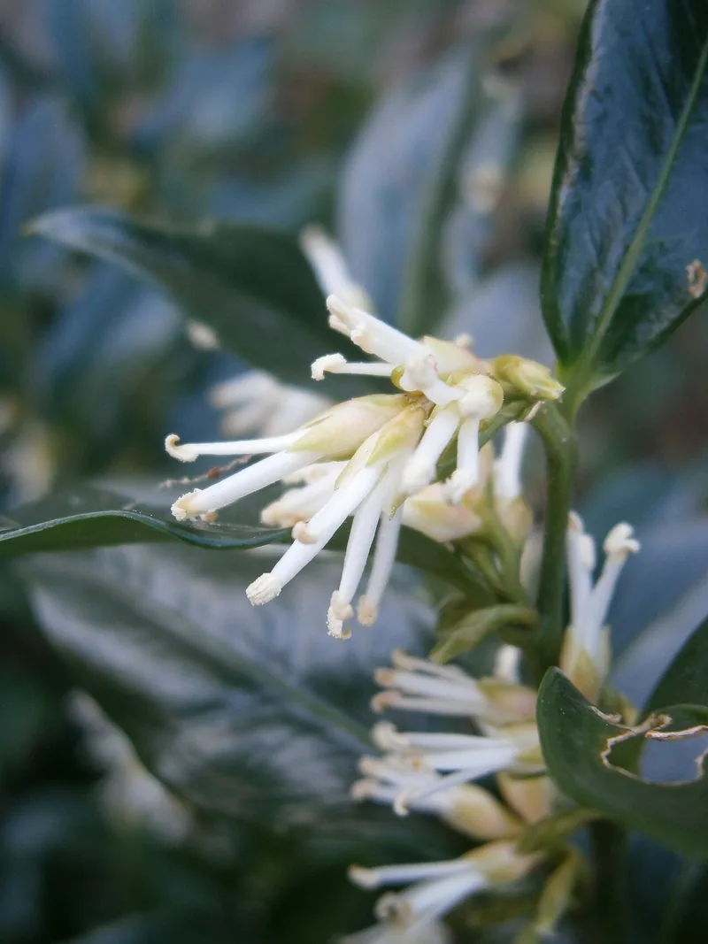 Sarcocoque — Sarcococca confusa