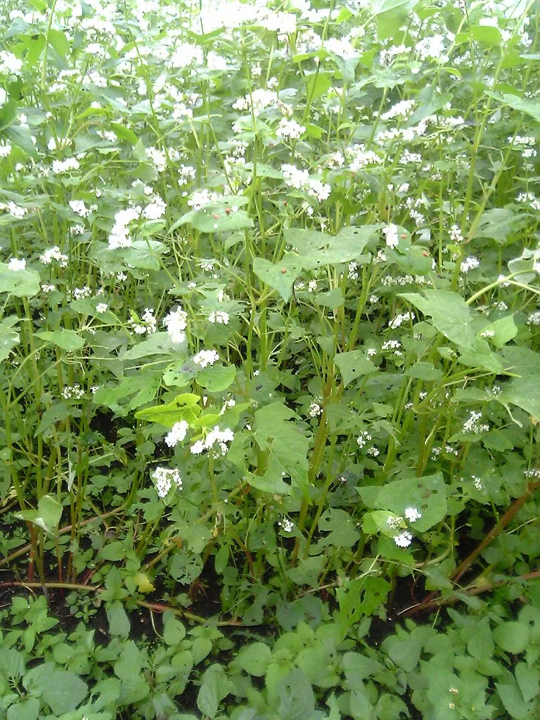 Sarrasin (Fagopyrum esculentum)