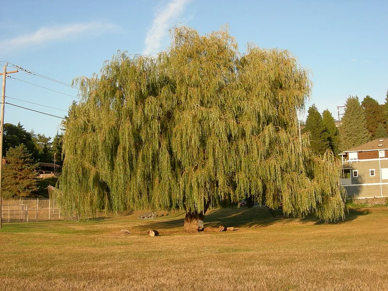 Saule pleureur — Salix babylonica