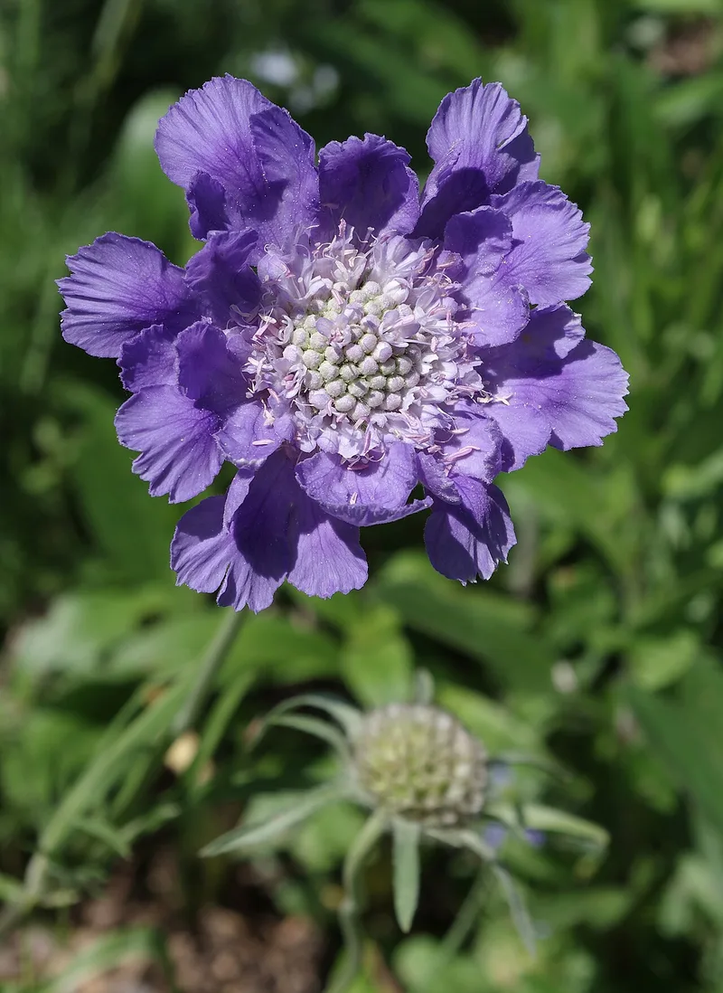 Scabieuse — Scabiosa caucasica