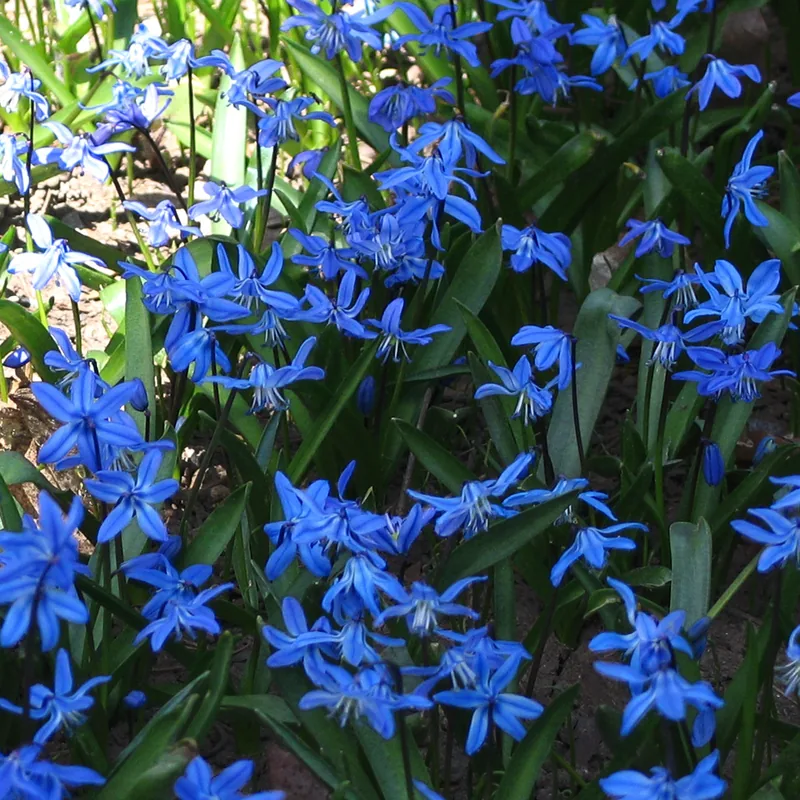 Scille — Scilla siberica