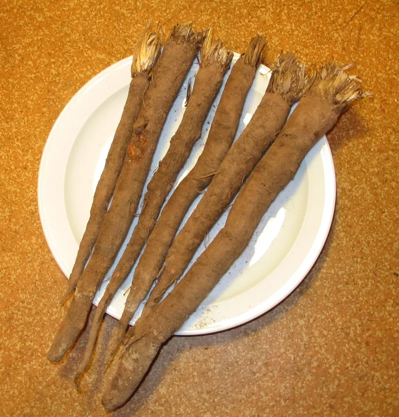 Scorsonère — Scorzonera hispanica