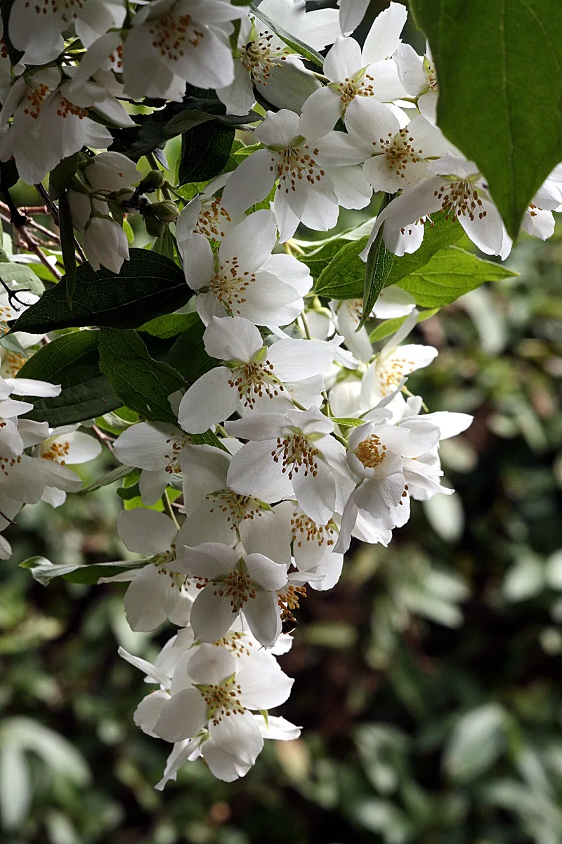 Seringat — Philadelphus coronarius
