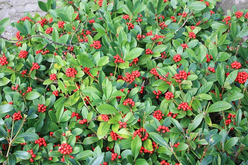 Skimmia — Skimmia japonica