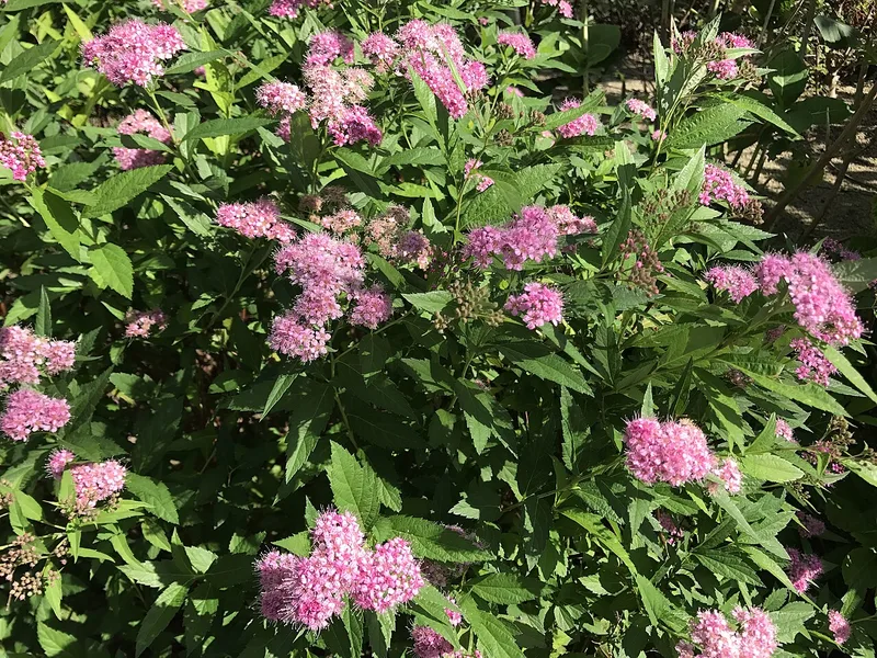Spirée — Spiraea japonica