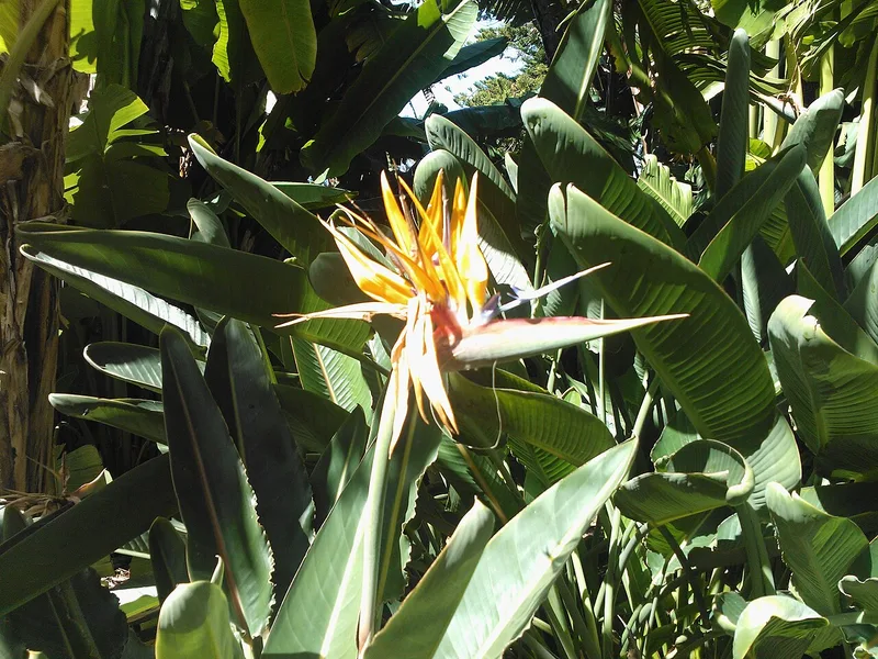 Oiseau de paradis — Strelitzia reginae