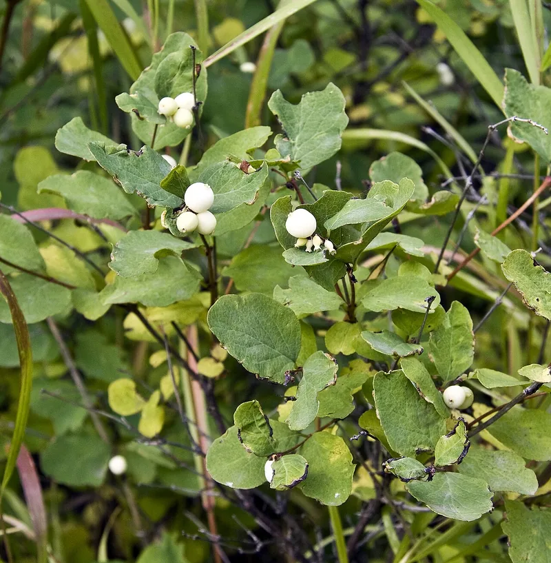 Symphorine — Symphoricarpos albus