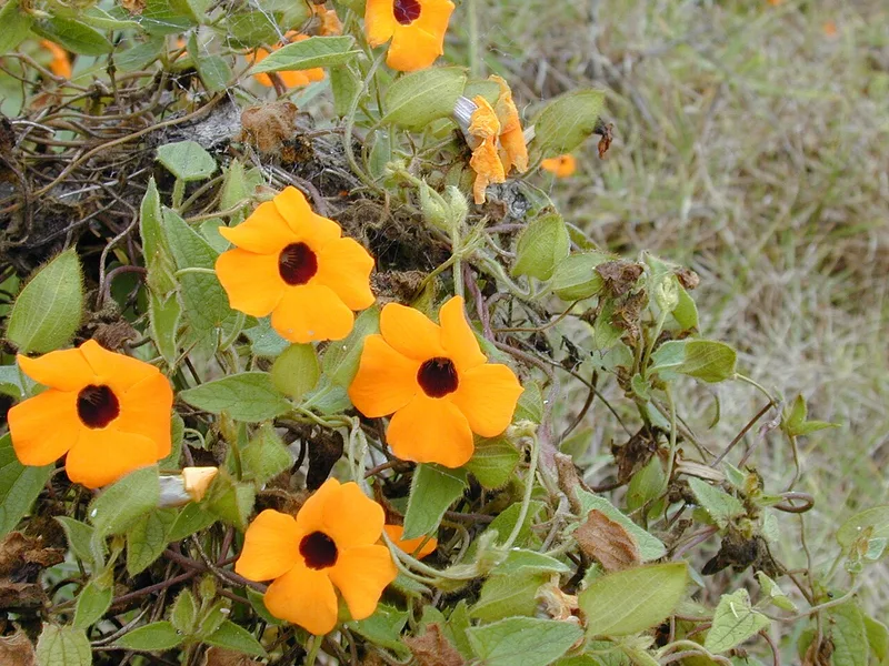 Suzanne aux yeux noirs — Thunbergia alata