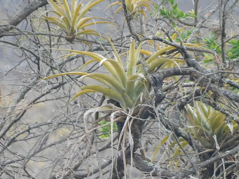 Tillandsia — Tillandsia