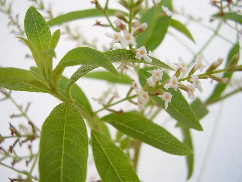 Verveine citronnelle — Aloysia citrodora