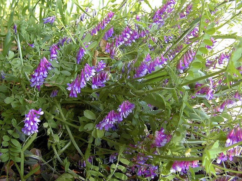 Vesce velue (Vicia villosa)