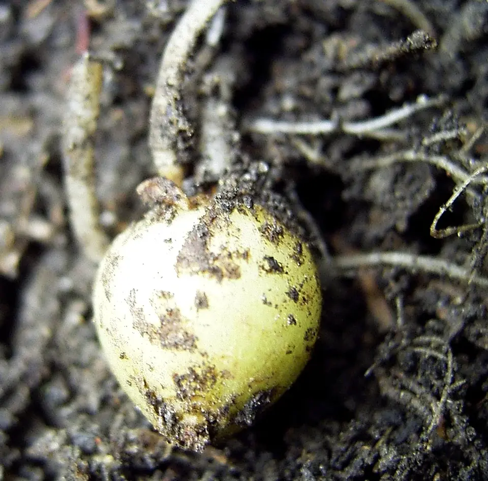 Feuillage de pomme de terre à protéger du mildiou