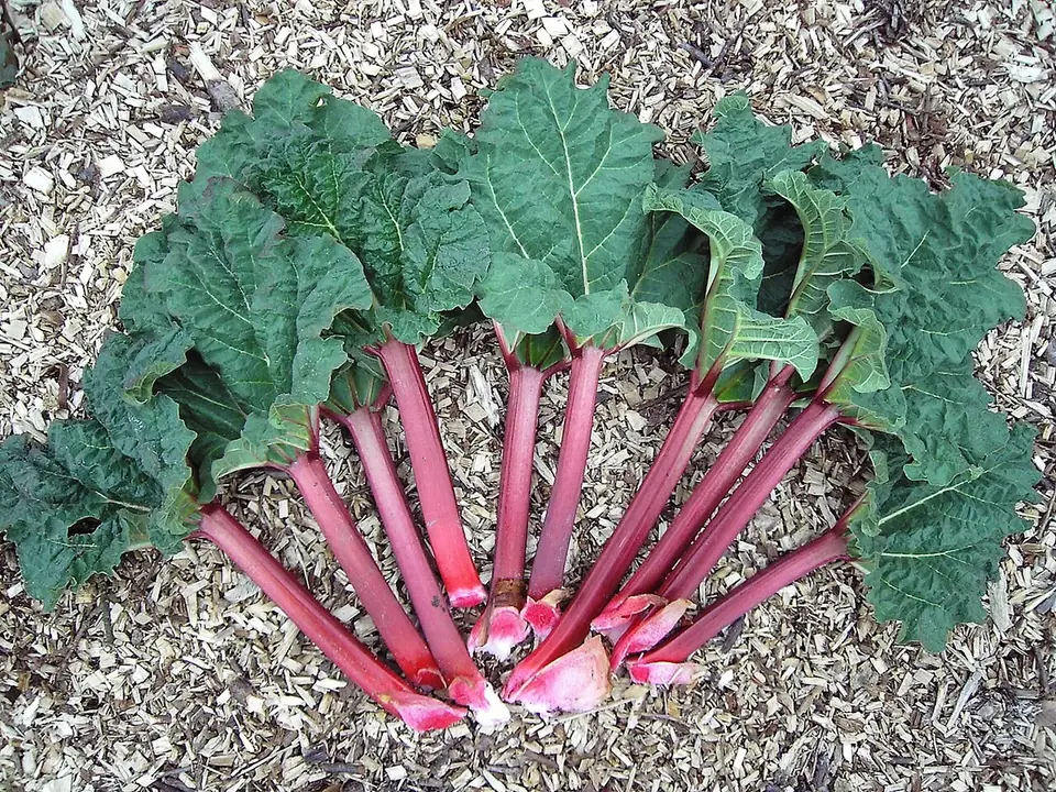 Pied de rhubarbe aux larges feuilles au jardin