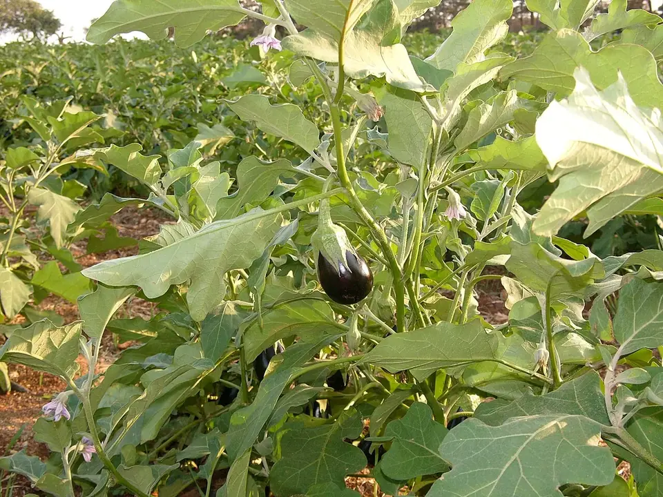 Aubergines brillantes sur le pied au potager
