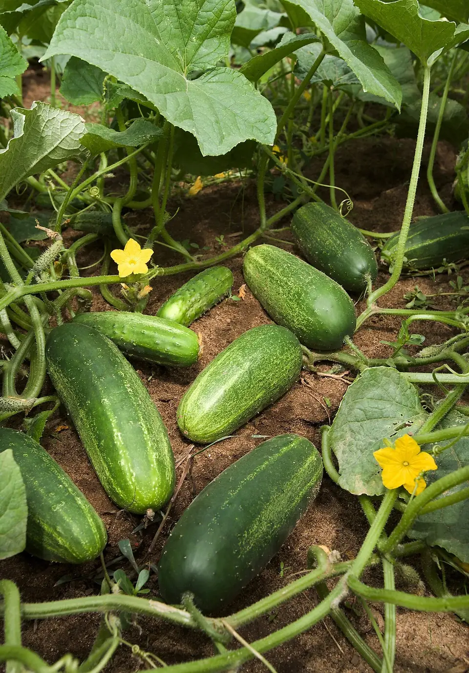 Concombres sur le pied au potager