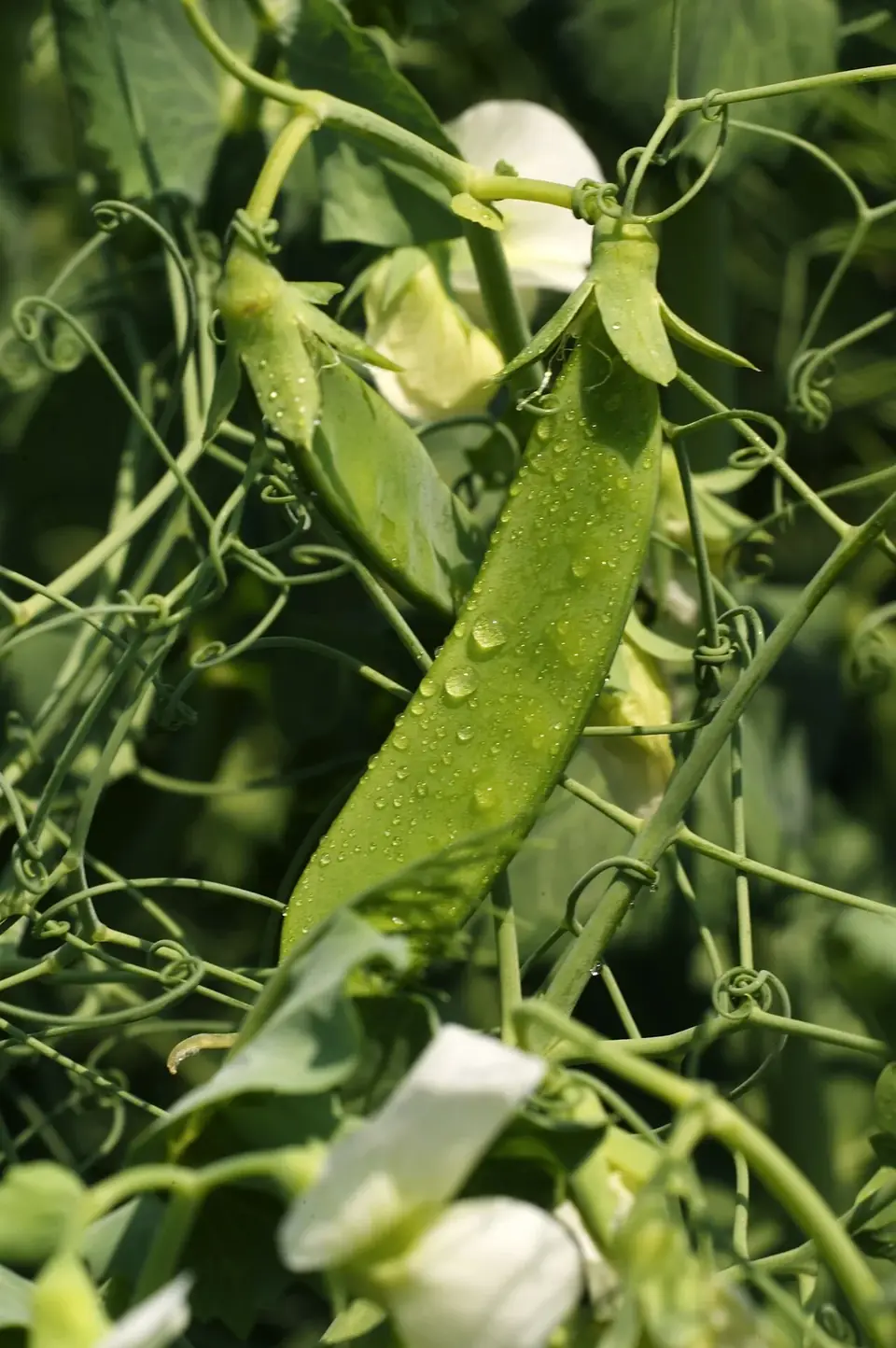 Gousses de petits pois sur le rang