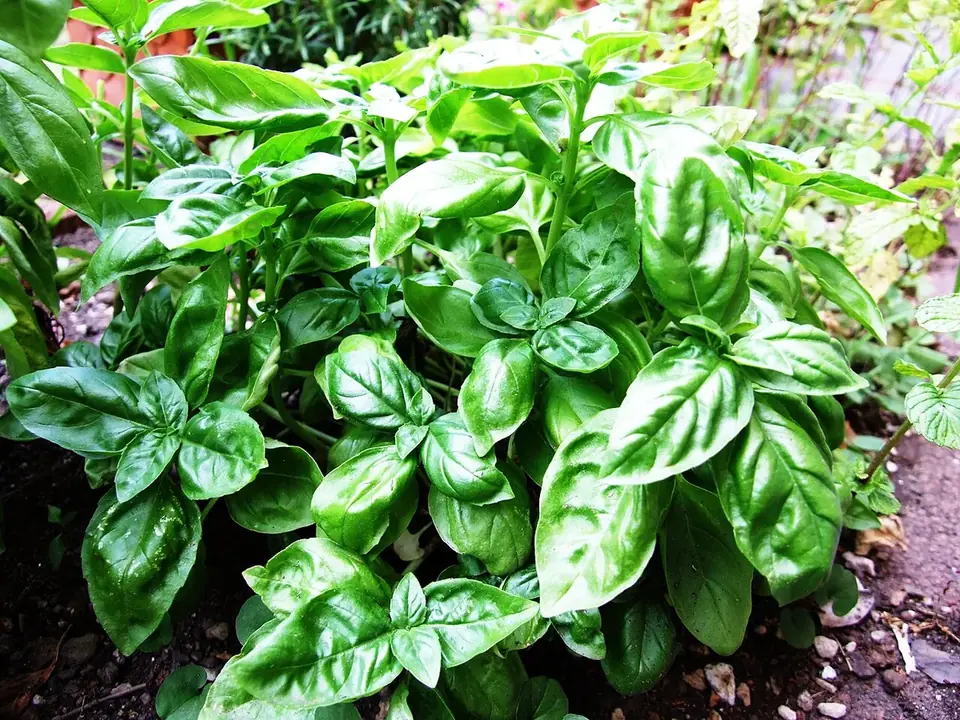 Feuilles de basilic frais à conserver