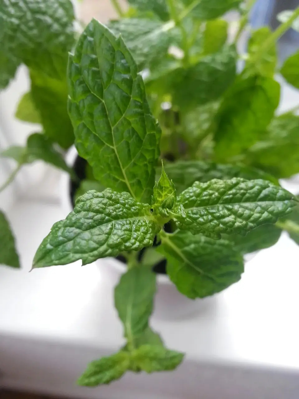 Menthe cultivée en pot pour la contenir