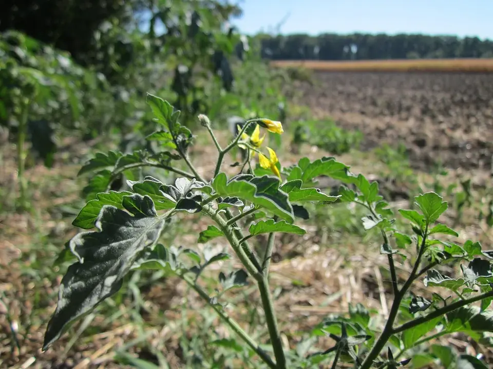 Pieds de tomates au potager à protéger du mildiou