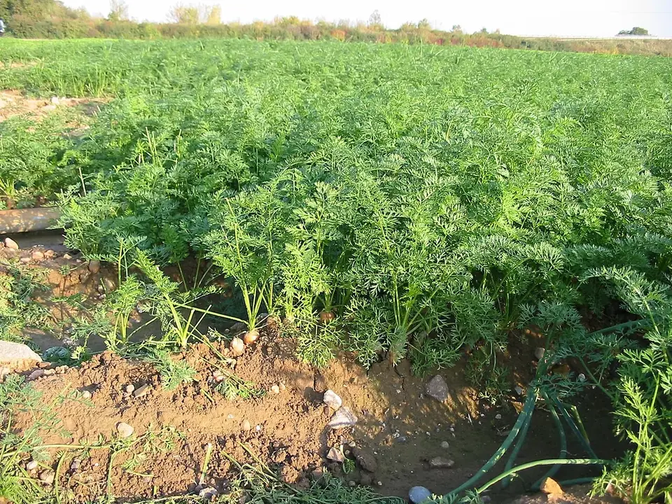Carottes au potager à protéger de la mouche