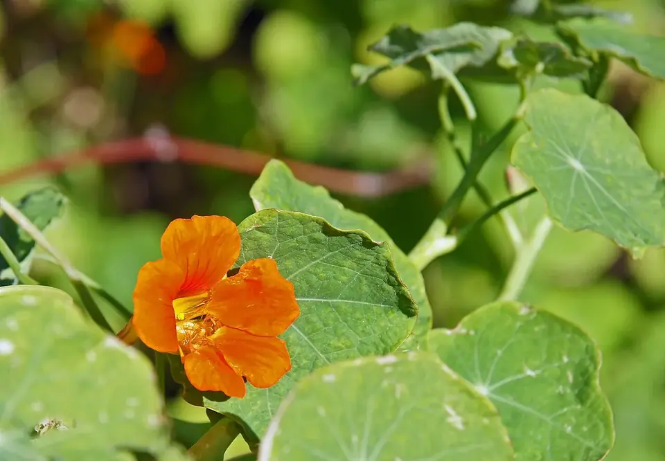Capucine en fleur, plante-piège contre les pucerons